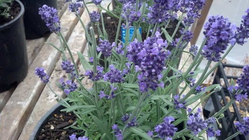 50 Lavandula Seeds Ellagance Purple ( Perennial ) Purple Lavender Seeds