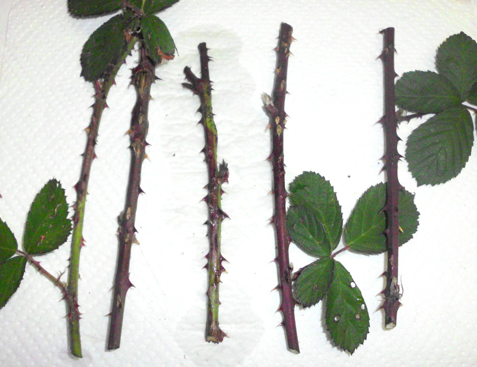 5 Fresh Organic Blackberry Cane Cuttings – Rubus | Easy Propagation Permaculture