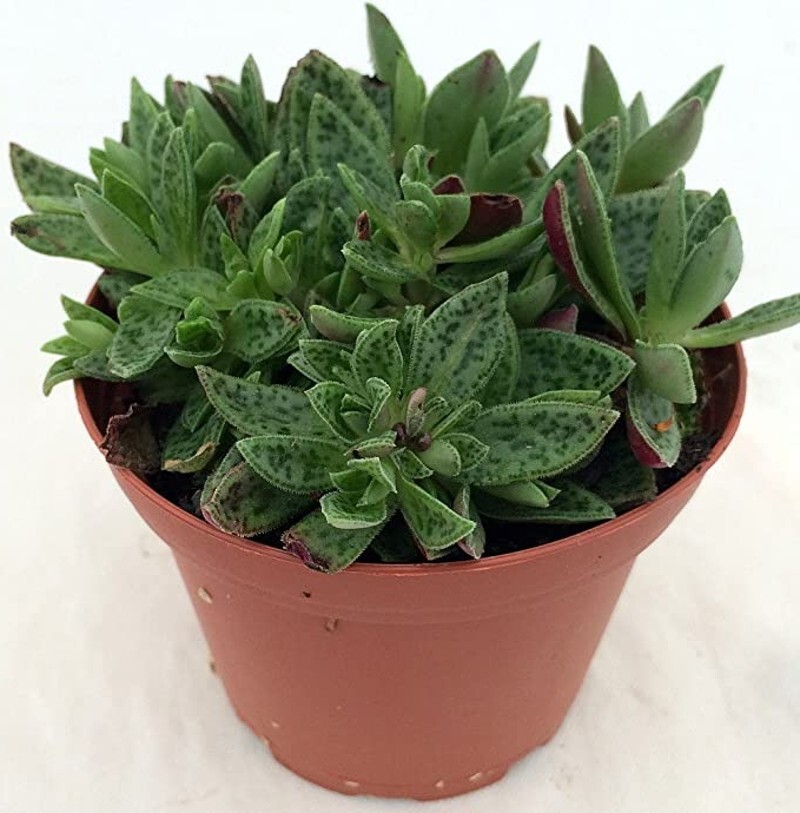 Crassula Miniature Succulent Jade Tiger Easy To Grow Indoors Live Plant 2.5″ Pot