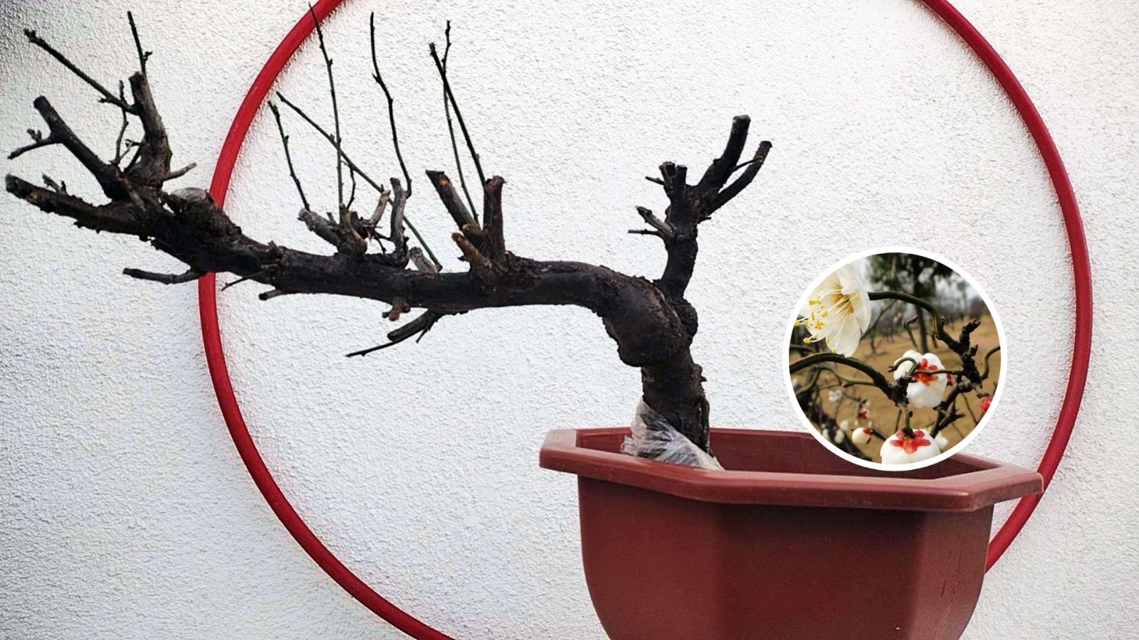 Prunus mume ‘Longyou’ Bonsai Dragon’s Dance Japanese Apricot Bare root shipping