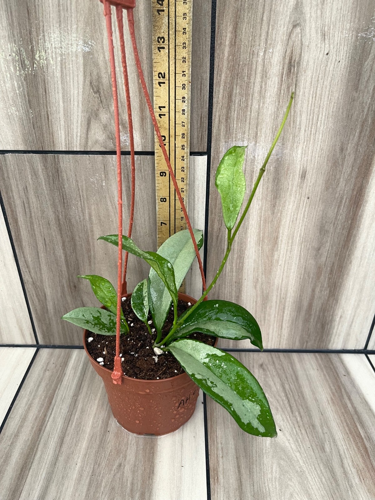 Hoya AH074 (2) Plants Per Pot Shipped Inside 5 Inch Hanging Basket