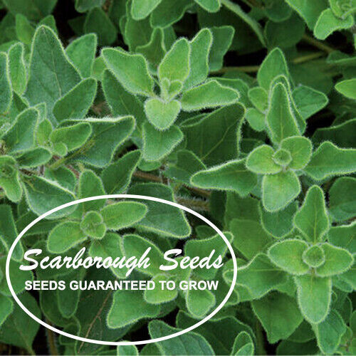 SCARBOROUGH SEEDS 1000 Greek Oregano Seeds Herb Heirloom NON-GMO Fragrant USA!