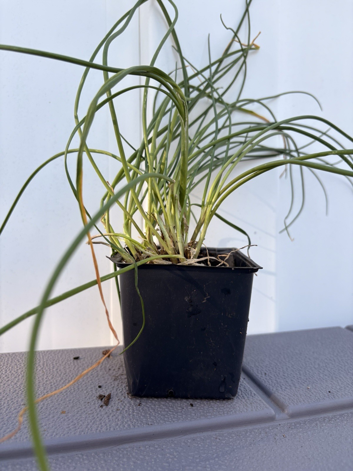 Chive Live Herb Plant/Seedling