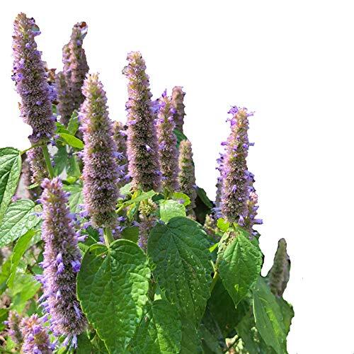 Smoke Camp Crafts Organic Anise Hyssop Plant in 2.5 inch Pot | Native