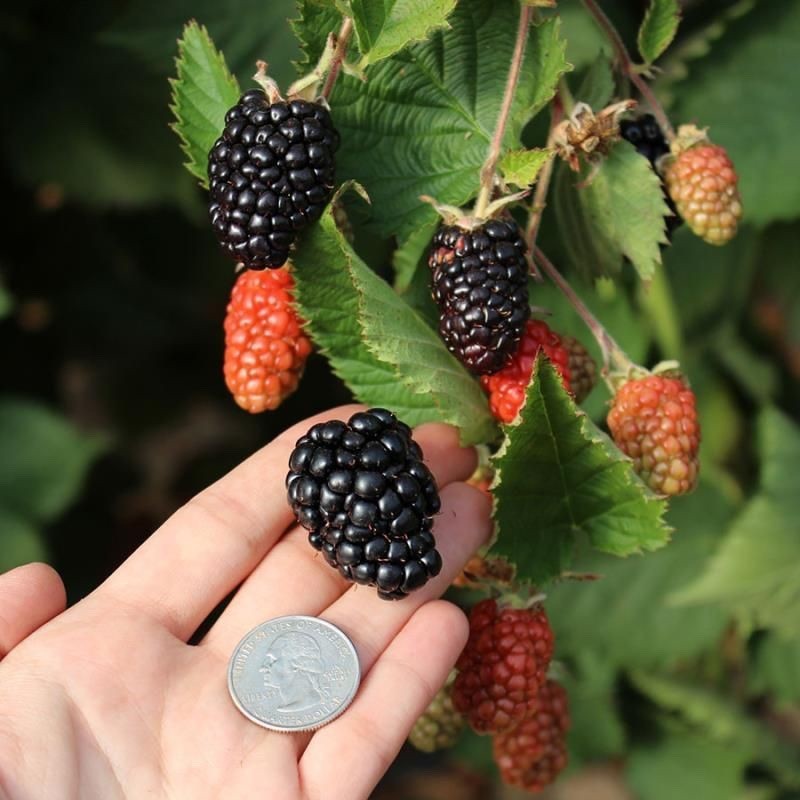 3 Prime Ark Traveler Blackberry Plant Rubus Starter Plug