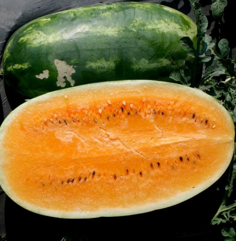 Tendersweet Orange Watermelon Seeds, Very Sweet, NON-GMO, Heirloom, FREE SHIP