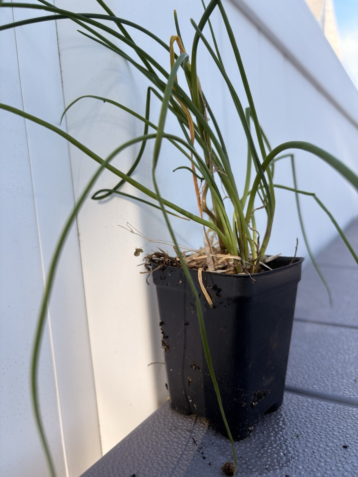 Chive Live Herb Plant/Seedling