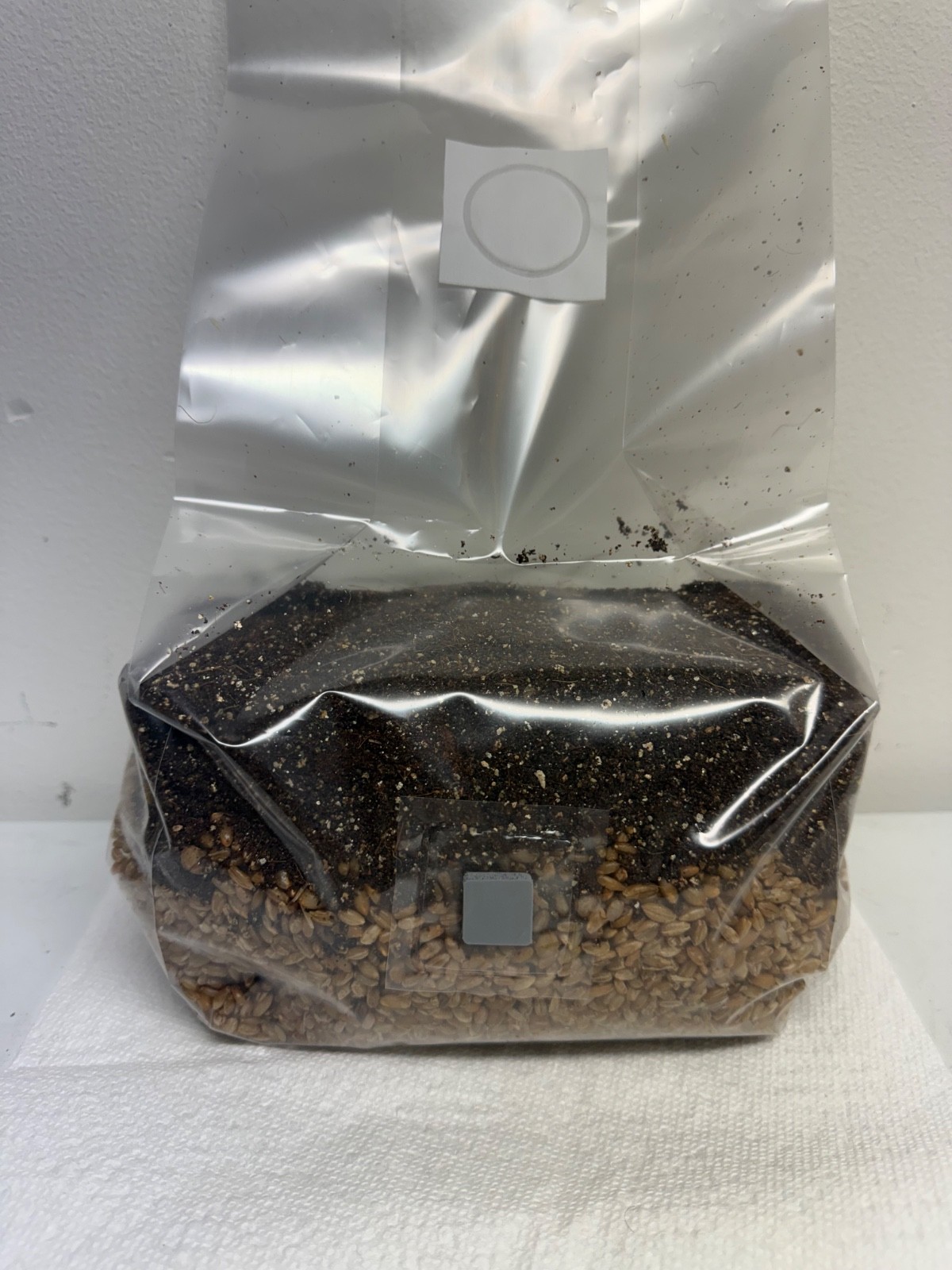 All in One Mushroom Grow Kit in a Bag (4 Lbs)