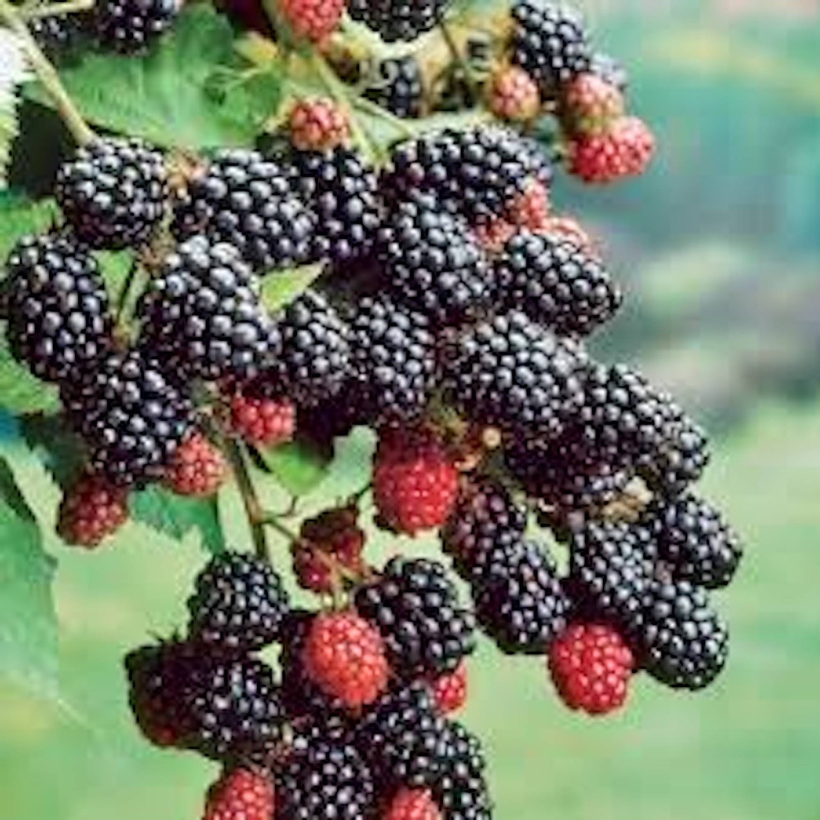 5 Prime-Ark Freedom Blackberry Rubus Thornless Starter Plug