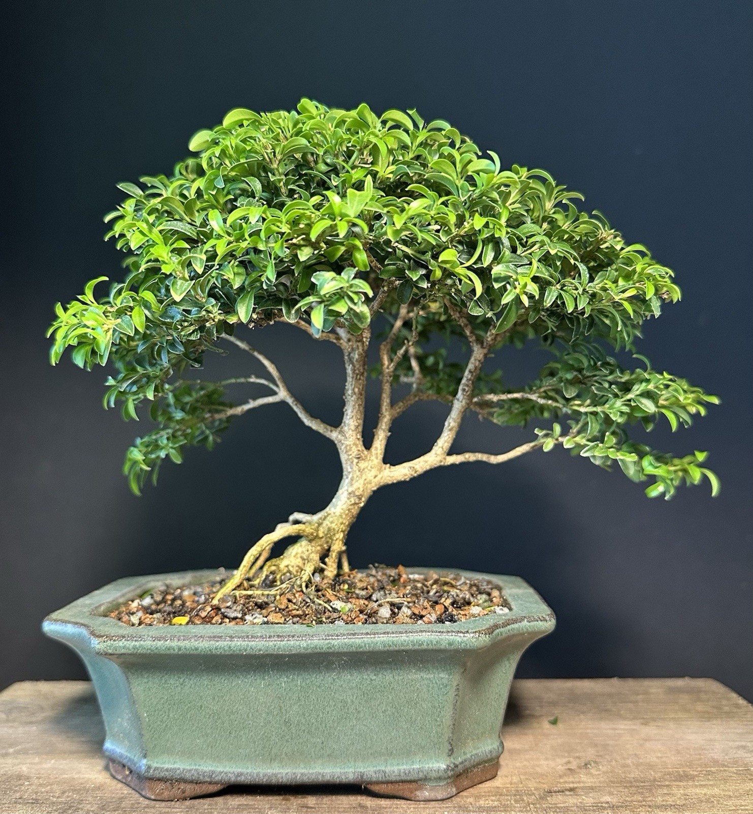 Bonsai Tree Kingsville Boxwood 7 1/4” Tall, 10-14 Years Old, Glazed Chinese Pot
