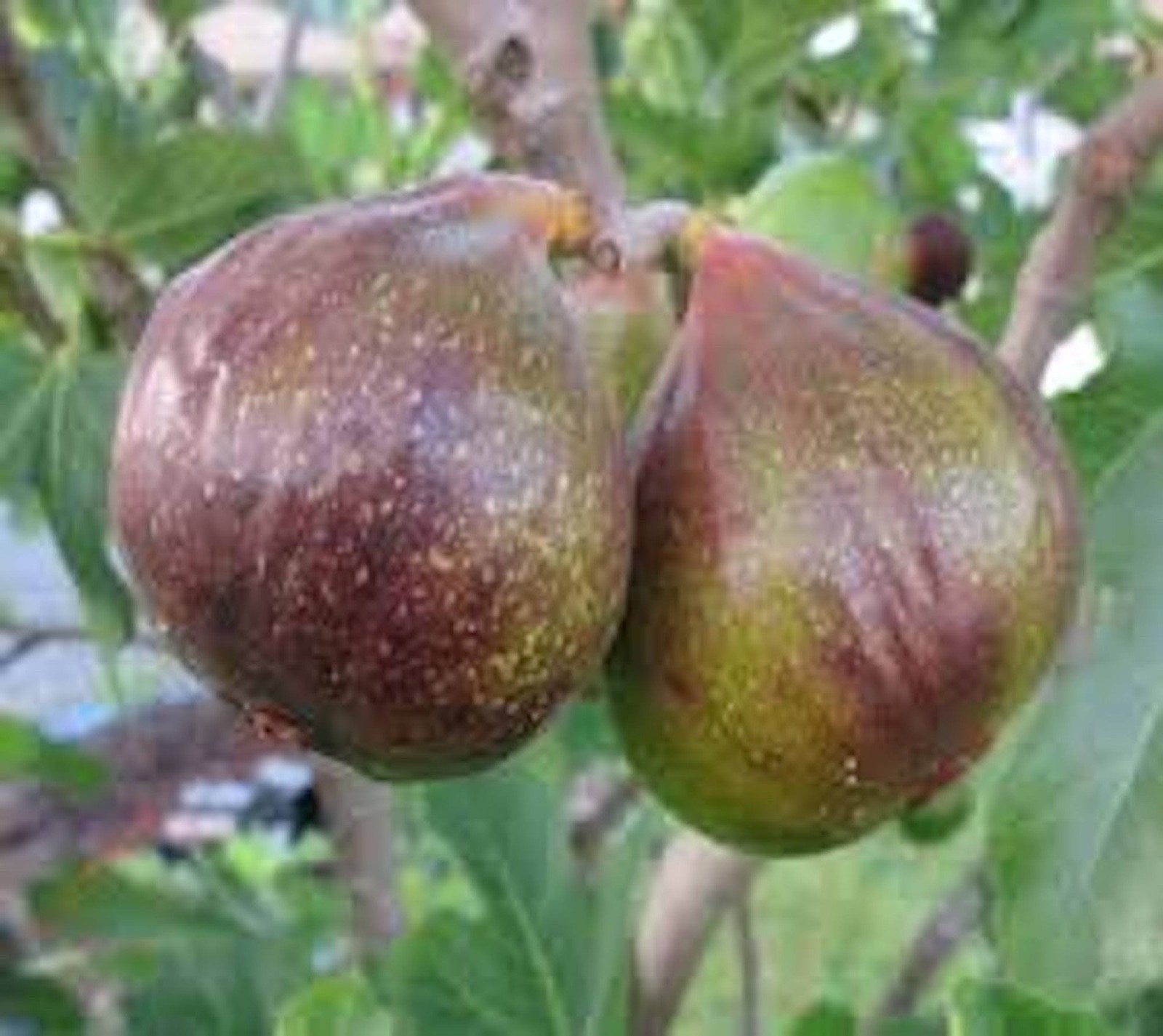 3 Olympian Fig Tree Starter Plug ( ficus carica ) Bare Root