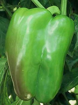 Pepper Chinese Giant 250 seeds
