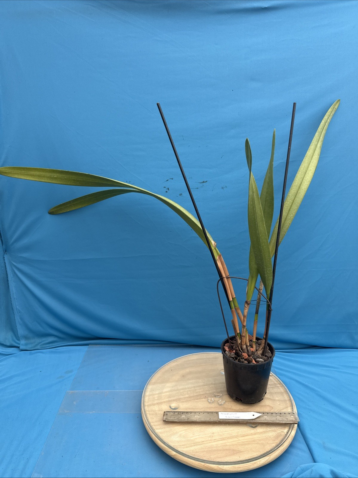 Arpophyllum giganteum Orchid Purple BS Mexican Species 5.5” Pot New Division