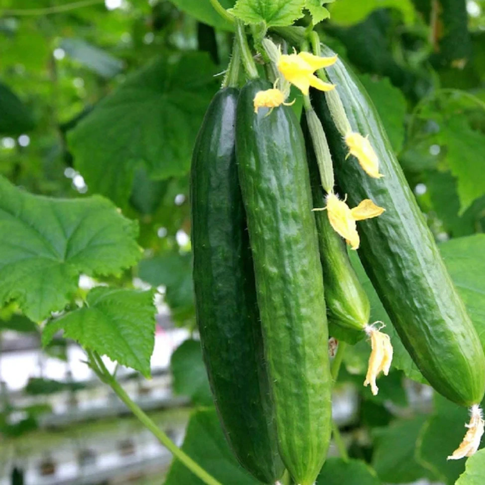 Muncher Cucumber Seeds, NON-GMO, Burpless, Variety Sizes Sold, FREE SHIPPING