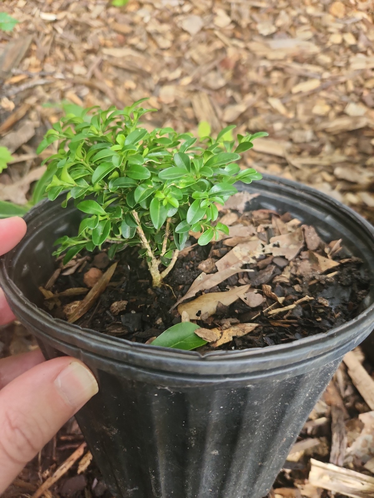 Rare Kingsville Boxwood From Father Paul’s Famous Kingsville Mame Shohin Bonsai