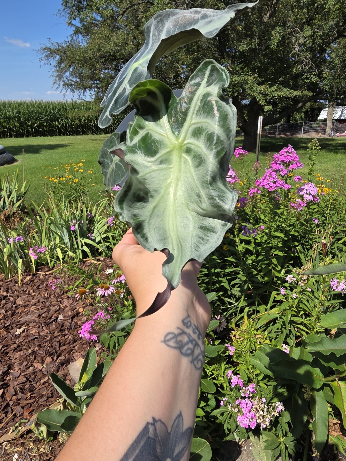 🪴 Alocasia Venom – 4″ Pot Live Plant 🪴