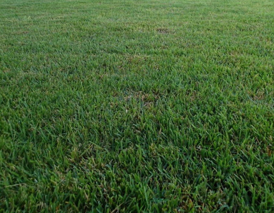 Zenith Zoysia Grass Seeds / Lawn grass 1000 seeds sample pack