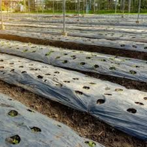 Farm Plastic Supply – Weed Control 6 Mil Black Plastic Sheeting