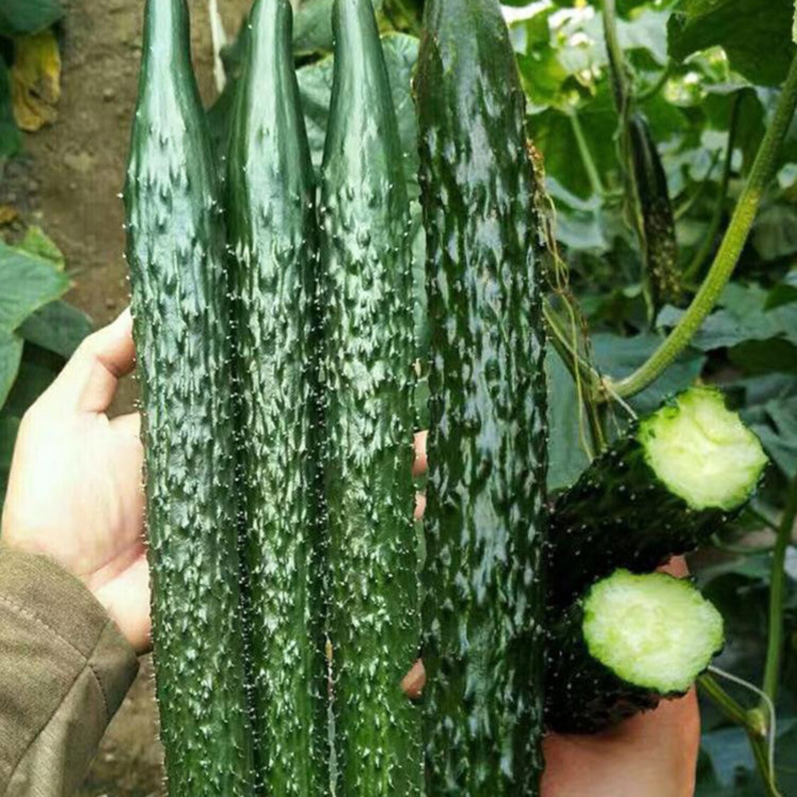60 Asian Suyo Long Cucumber Seeds – Heirloom, Non-GMO, China Long Hybrid