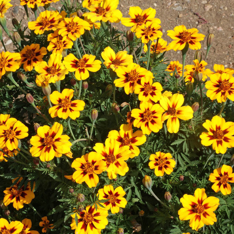 300+ FRENCH MARIGOLD “DAINTY MARIETTE” SEEDS FOR YOUR FLOWER POTS AND GARDENS