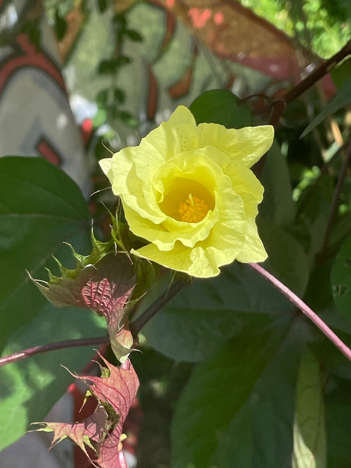 Puerto Rico Tree Cotton (Gossypium arboreum) Packs of 10 Seeds — Free Shipping