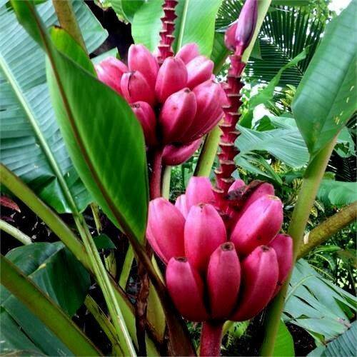 10 Pink Dwarf Banana Tree Fruit Plant Seeds (Musa velu.) Rare Fast Hardy-Zone 7b
