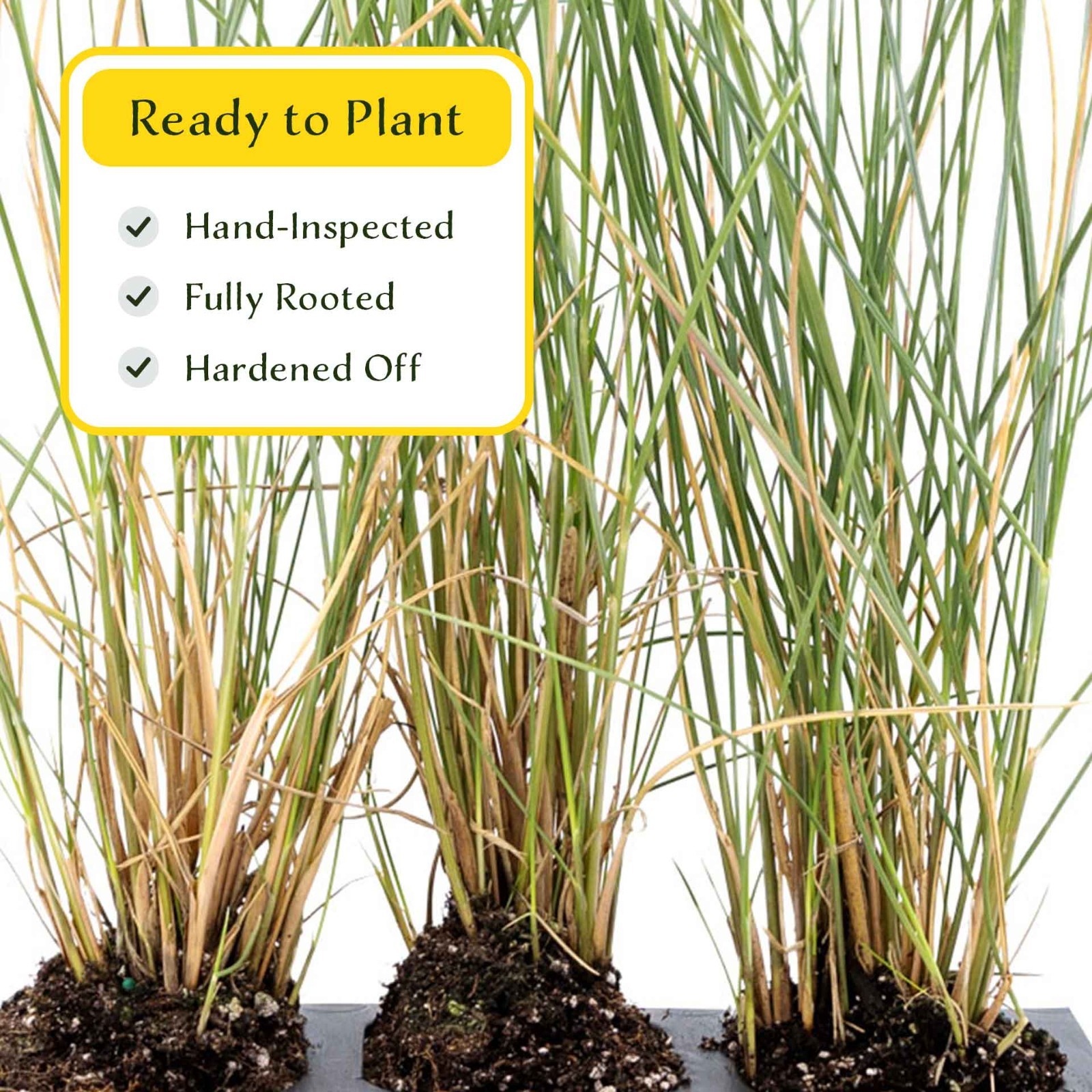 3 Ruby Muhly Grass, Live Plants in 2.5″ Cubes (Muhlenbergia capillaris)
