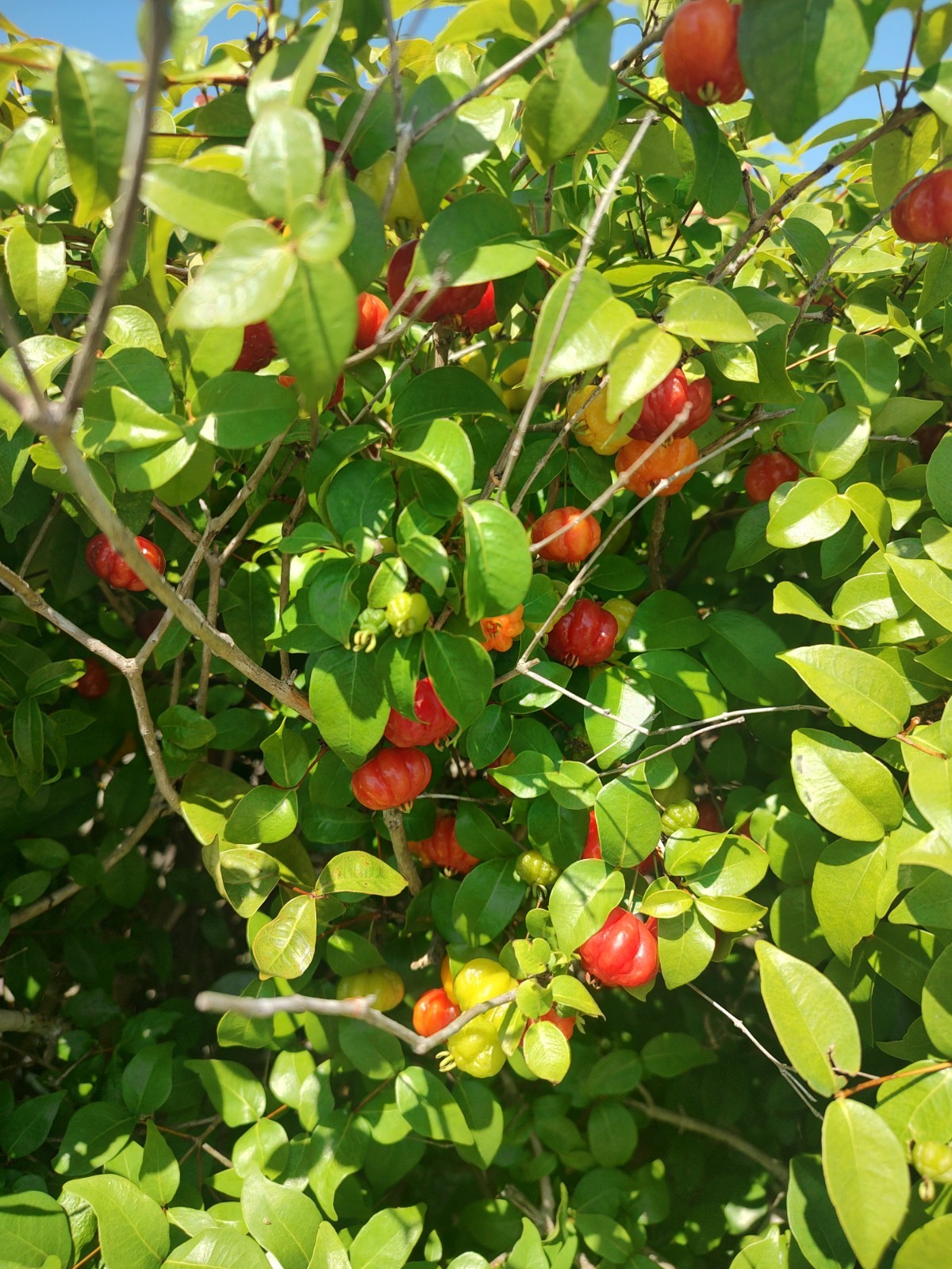 Surinam Cherry trees (One Gallon Pot)