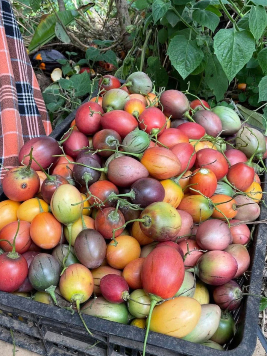 Mixed pack of 6 cuttings of Tree tomato, Solanum betaceum. Red, orange, yellow.