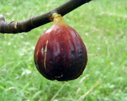 Fig Tree – ‘Magnolia’ – Fruiting Fig Tree – Ficus Carica