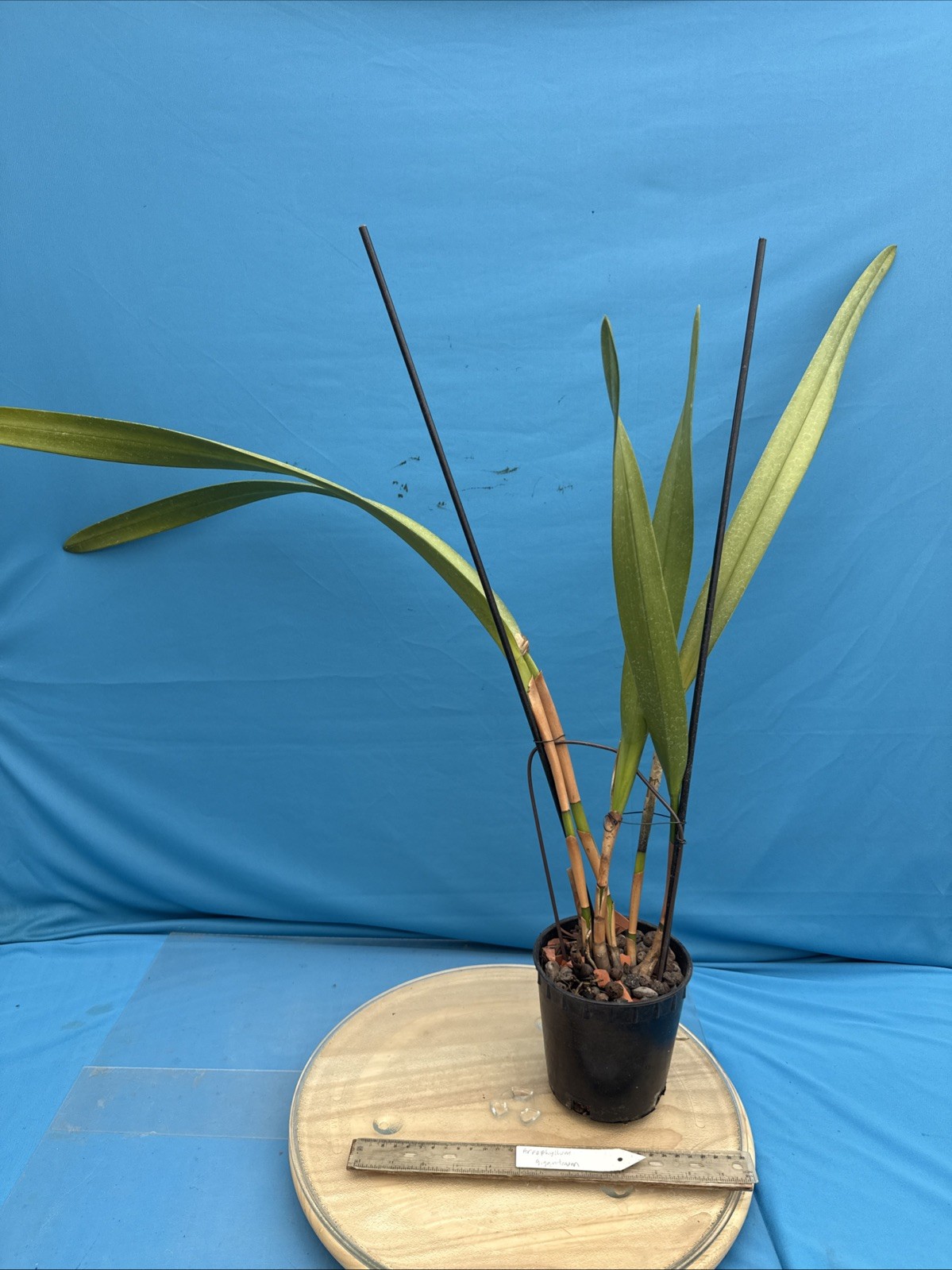 Arpophyllum giganteum Orchid Purple BS Mexican Species 5.5” Pot New Division