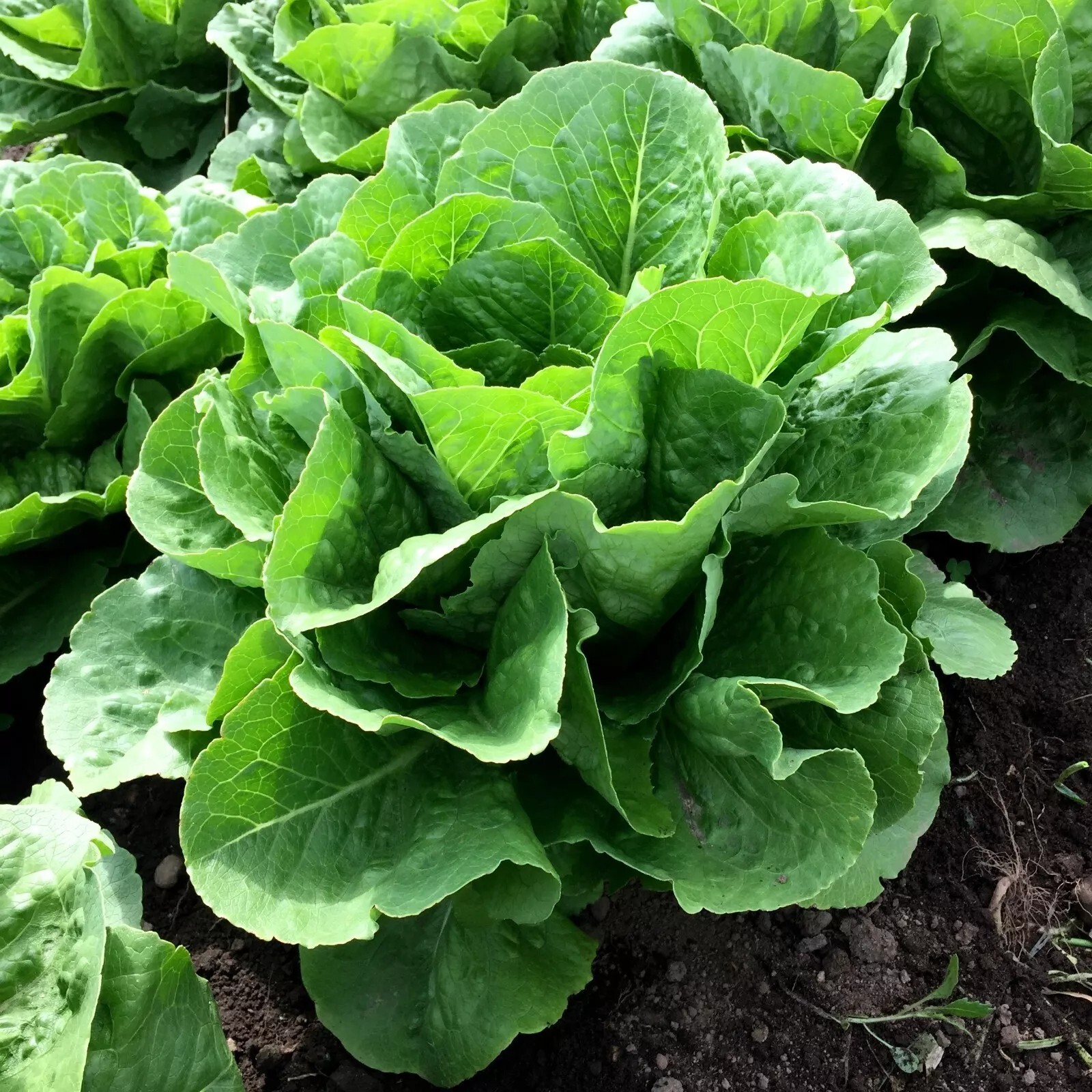 Paris Island Cos Romaine Lettuce Seeds, NON-GMO, ORGANIC, HEIRLOOM