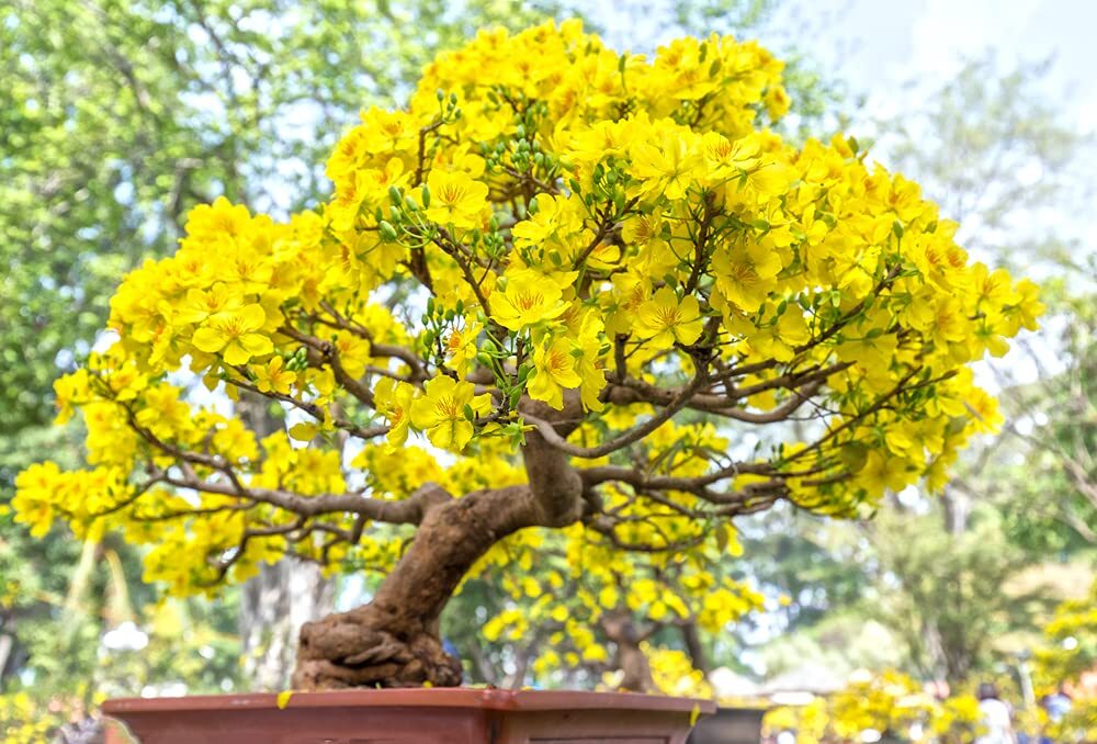 Apricot Bonsai Tree Seeds – 3 Large Seeds for Planting – Stunning Yellow Flowers