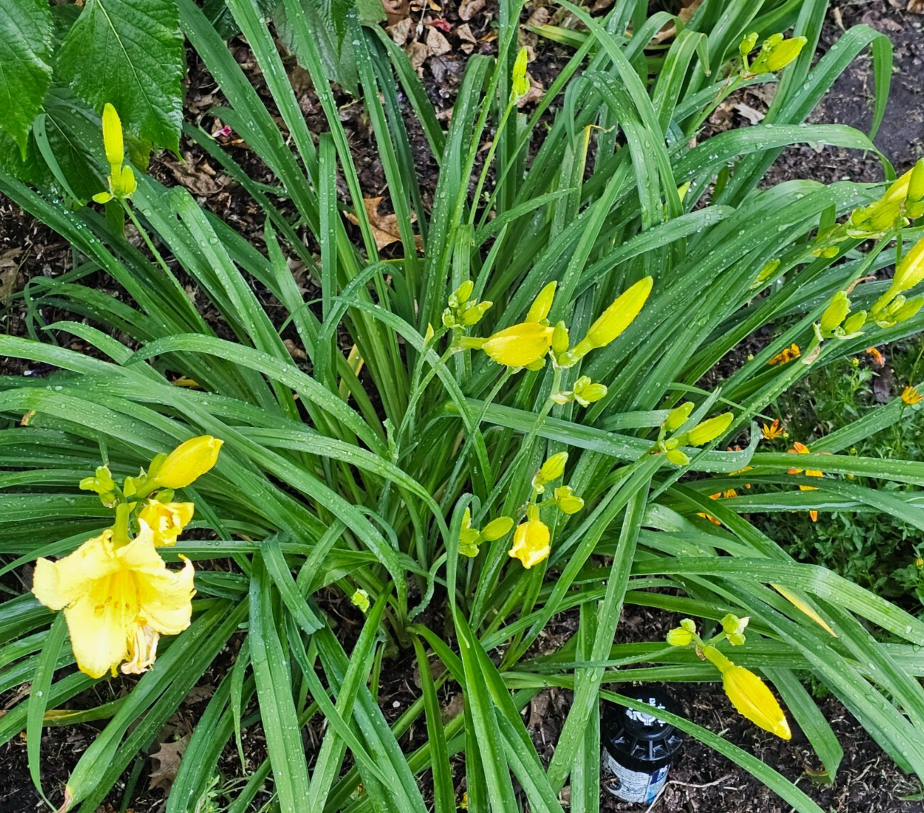 Daylily (NOID)