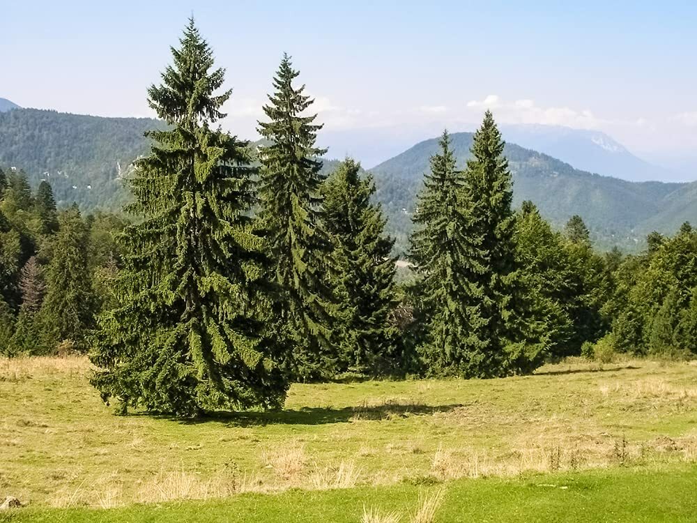 Norway Spruce Tree Seeds 50 Seeds Beautiful Evergreen Tree Seeds Picea Abies