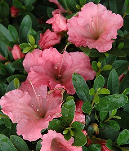 ( 1 ) – Pink Gumpo Dwarf Azalea – Starter Plant ( 4m ) ( 1 live plant )