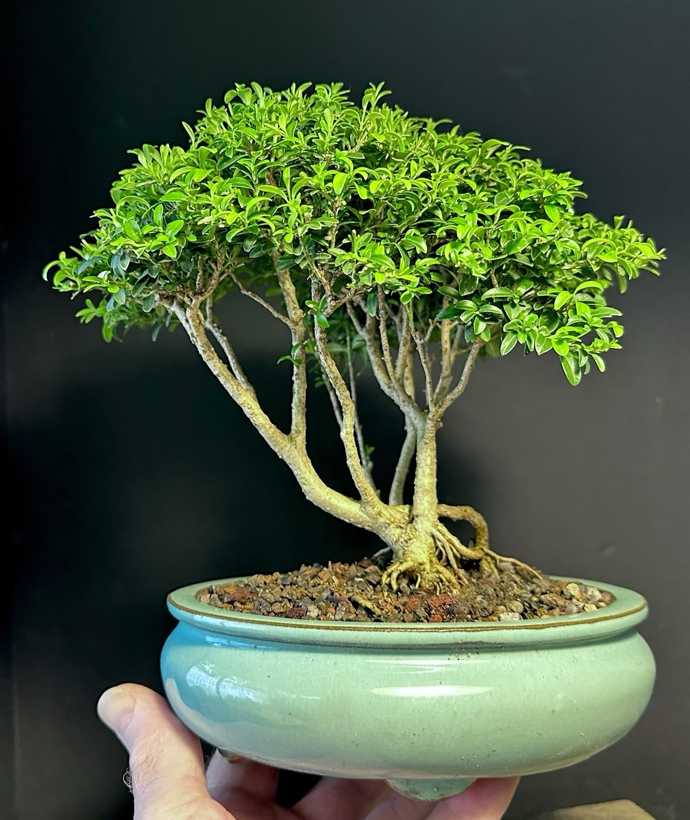 Bonsai Tree Kingsville Boxwood Forest Group 15-20 Years Old, Glazed Chinese Pot