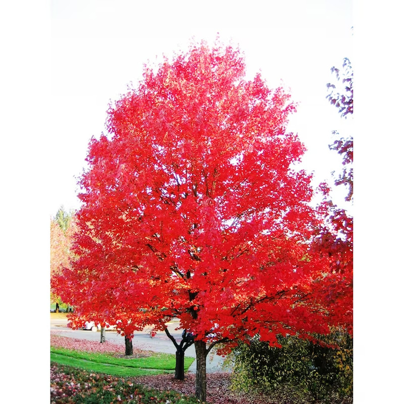 1.0 Count Shade Autumn Blaze Red Maple Bare Root (With Soil)