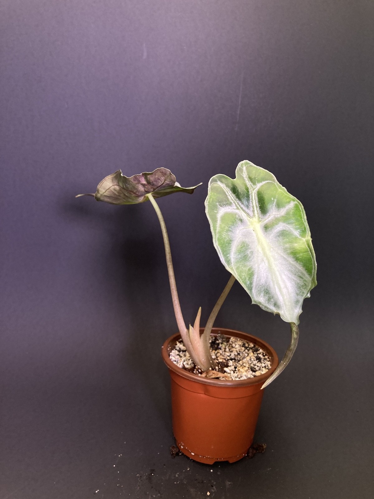 🌿 Alocasia Venom G1 | House of Soleb Green Label Release 🌿