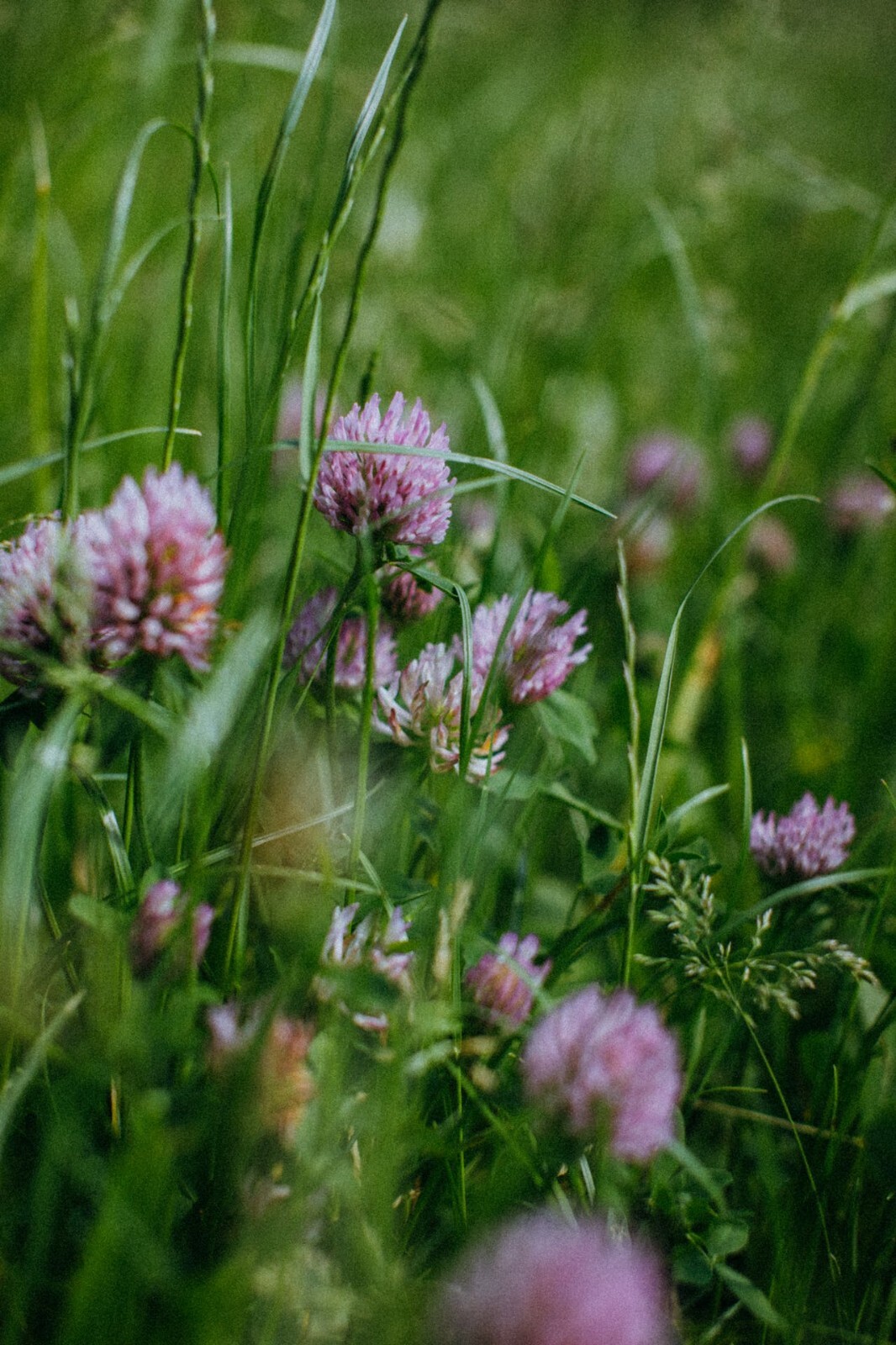 Medium Red Clover Seed – NON-GMO Heirloom Cover Crop & Pasture