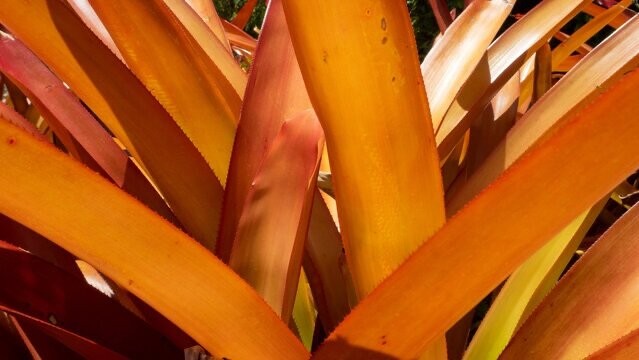 Aechmea Blanchetiana Fast Grower Spreads Pups Galore XL Red Orange Yellow Green