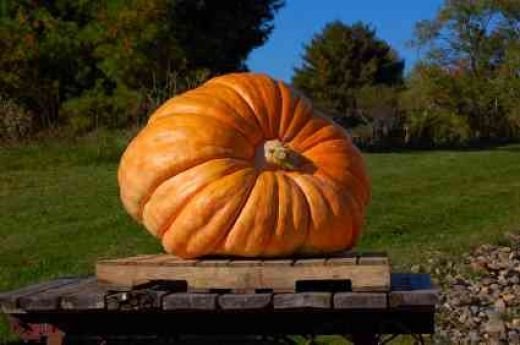 DILL’S ATLANTIC GIANT PUMPKIN SEEDS * 7 SEEDS * WORLD RECORD HOLDER * 1500 POUND