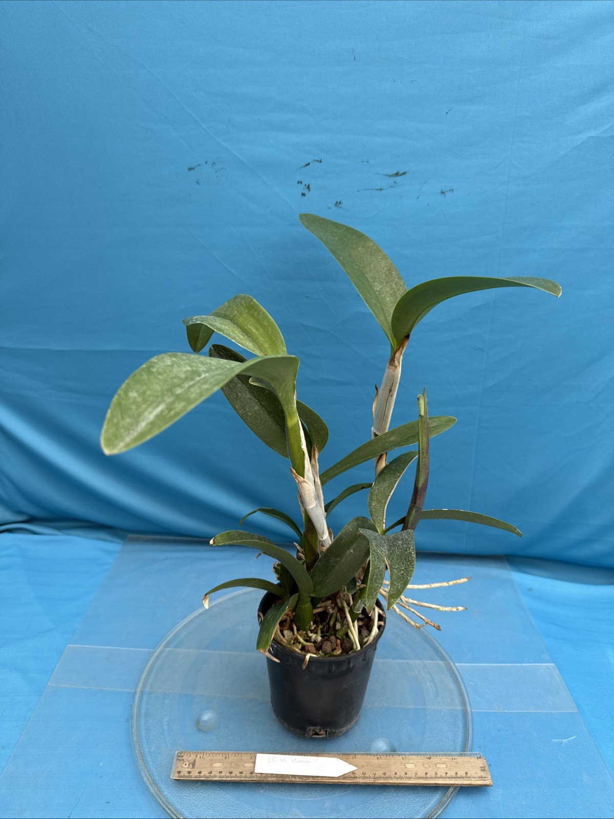 Lc. Mi Morena Raspberry Purple Red Shiny Flowers Orchid Hybrid 5.5” Pot