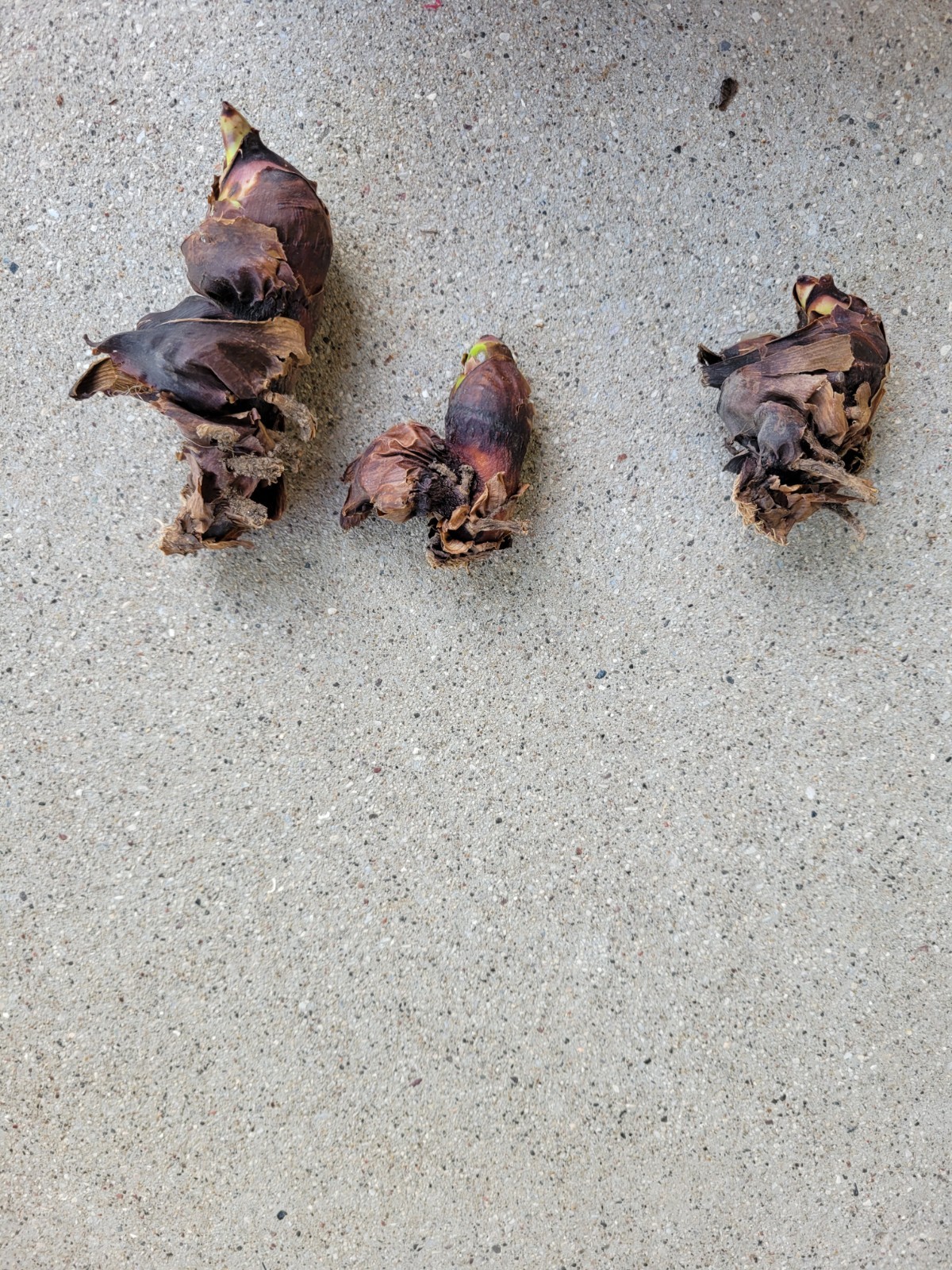 3 Canna Bulbs Annual Red Bloom Full Sun Green Leaf Plants Tall Lily Rhizomes
