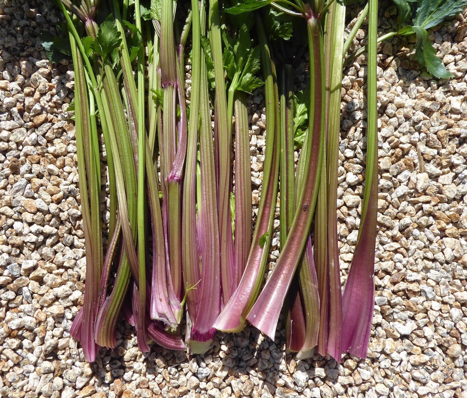 RARE✿ NEW! Heirloom Pink Plume Celery 30+ Seeds ●Dark Purple Stalks