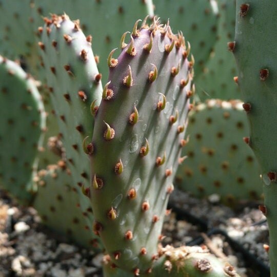 Beavertail Cactus ‘Apricot Glory’ (Opuntia aurea hyb) COLD HARDY