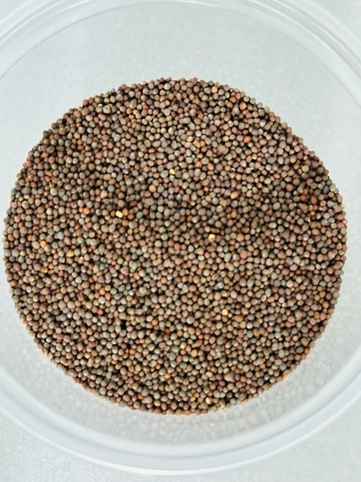 Organic non-GMO Waltham 29 Broccoli Seeds Sprouting Sprouts Microgreens 1 pound