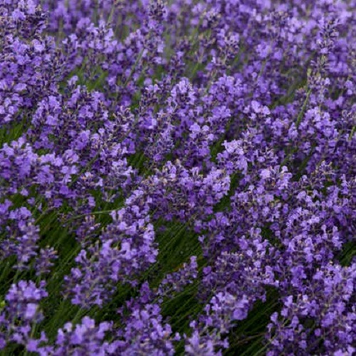 2,500 Heirloom Perennial English Vera Lavender Seeds Beautiful Fragrant Non-GMO