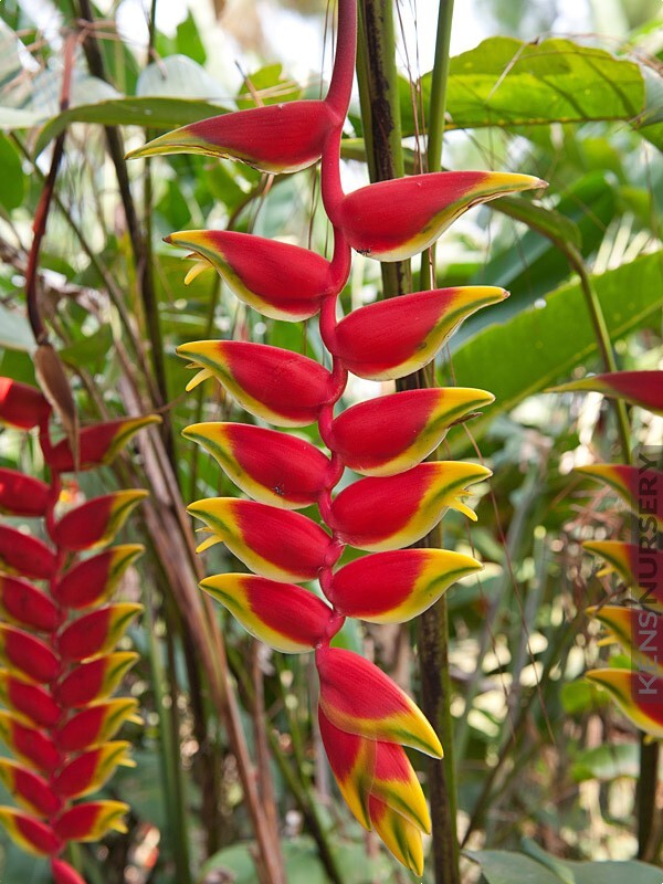 HELICONIA ROSTRATA HANGING LOBSTER CLAW LIVE RHIZOME EXOTIC TROPICAL PLANT