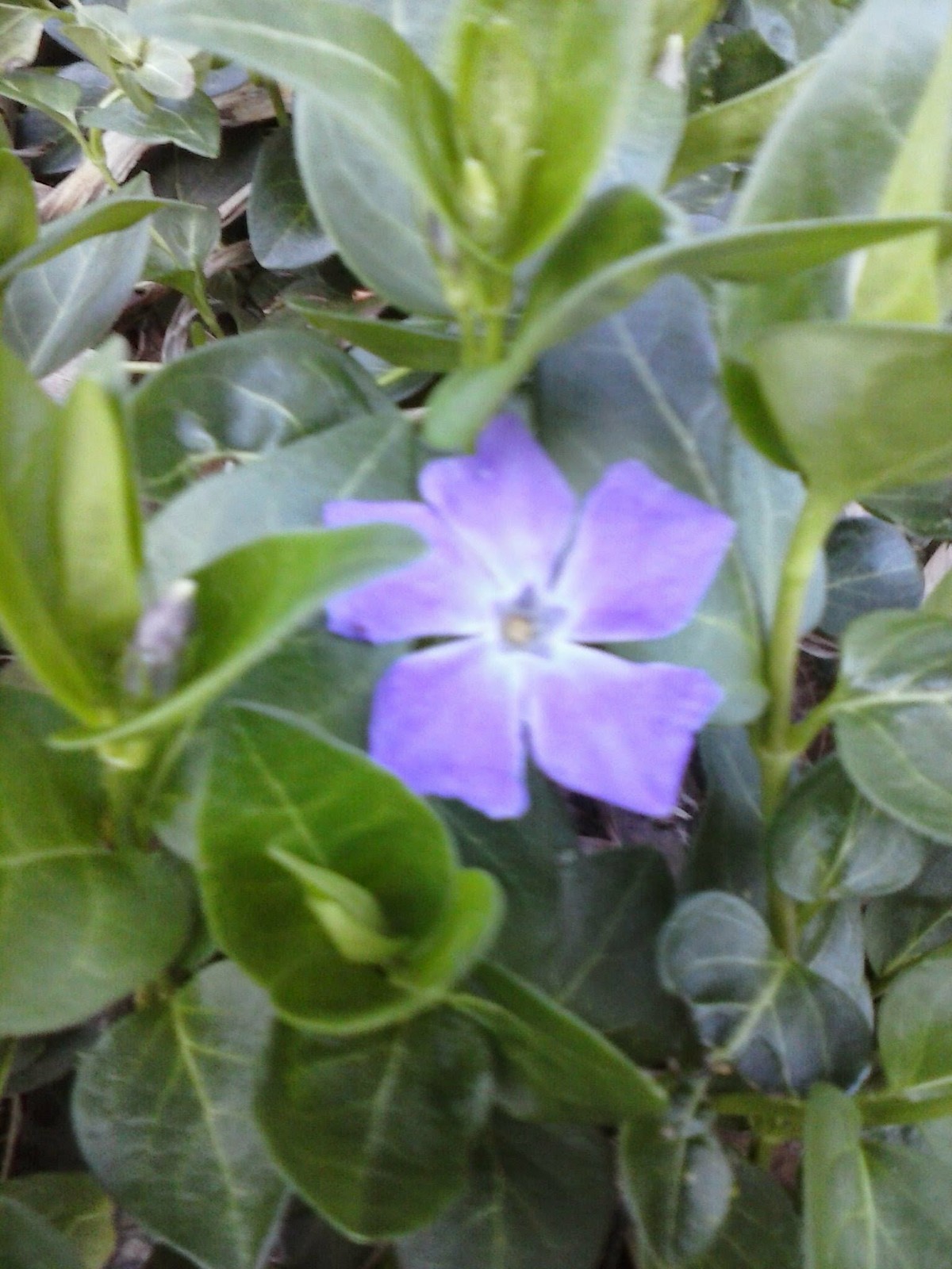 30 Vinca major Periwinkle Vine  Live Bare Root, Varies In Length. ready to plant